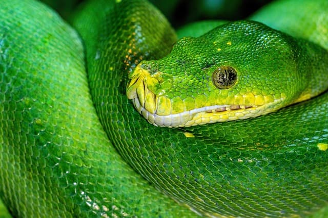 Guía de compra para desarrollo web con Python