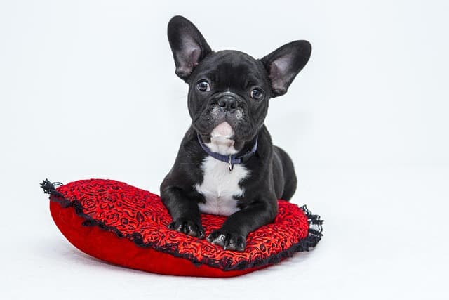 Best Dog Collars: A Comprehensive Buying Guide
