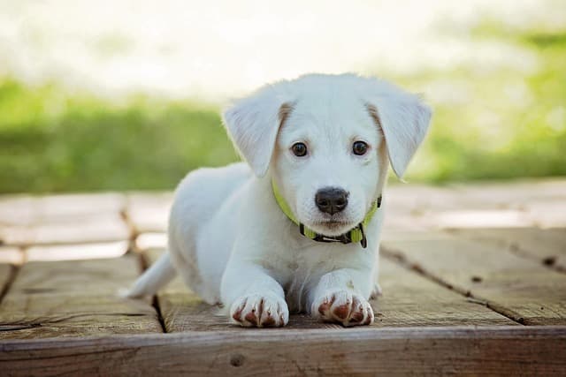 Best Dog Products: Essential Buying Guide
